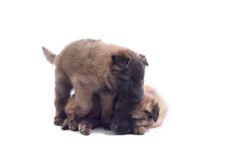 Two puppys, Belgian Shepherd Tervuren, isolated on white backgroundの写真素材