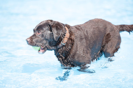 Dog, brown Labrador Retriever with tennis ball in swimming pool, blue water