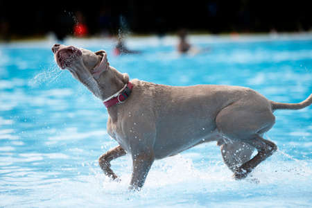 Dog, Weimaraner, in swiming pool, shakingの写真素材