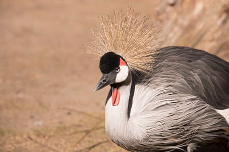 Gray crowned craneの写真素材