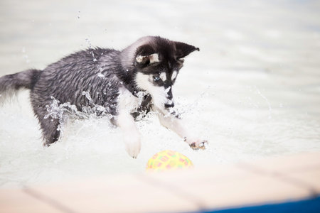 Husky dog puppy playing with ball in swimming poolの写真素材