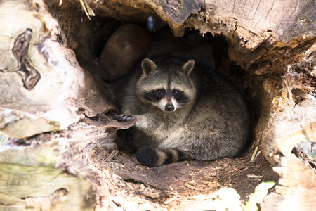 Racoon in nest, hollow treeの写真素材