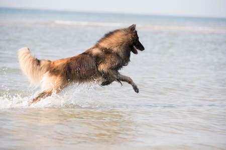 Dog, Belgian Shepherd Tervuren, running in the ocean, coming out of the waterの写真素材