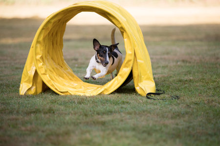 Jack Russell Terrier running through agility tunnel