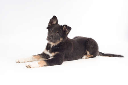 Puppy dog, Border Collie, lying on white studio backgroundの写真素材