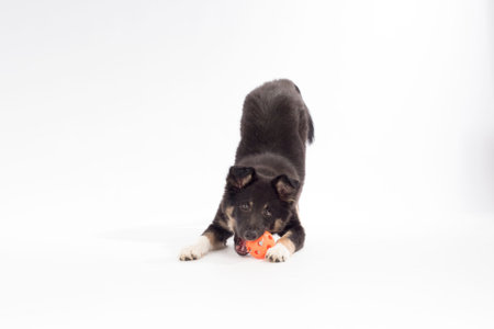 Puppy dog, Border Collie, playing with ball on white studio backgroundの写真素材