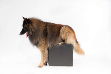 Dog, Belgian Shepherd Tervuren, sitting on pouf, forelegs on the ground, white studio backgroundの写真素材