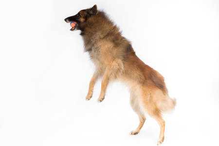 Dog, Belgian Shepherd Tervuren, catching ball on white studio backgroundの写真素材