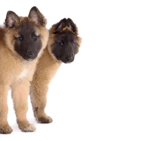 Two puppies, Belgian Shepherd Tervurenの写真素材