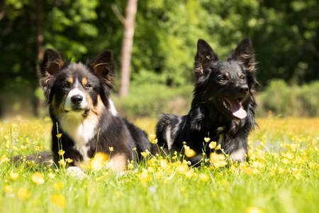 Two dogs, Border Collie, lying in the grass with yellow flowersの写真素材