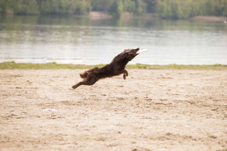 Dog, Australian Shepherd, catching frisbee, sand surfaceの写真素材
