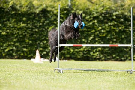 Dog, Belgian Shepherd Groenendael, obedience jumping with dumbbell