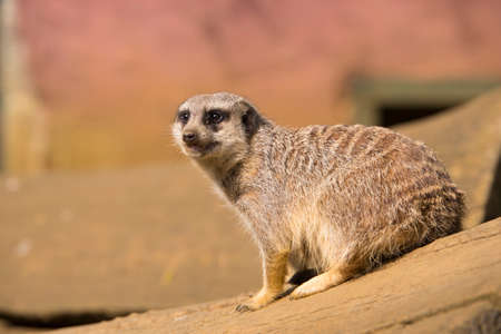 Meerkat sittingの写真素材