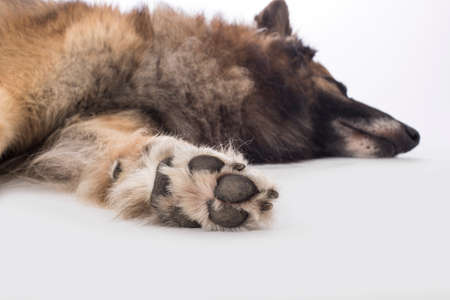Dog, Belgian Shepherd Tervuren, pawの写真素材