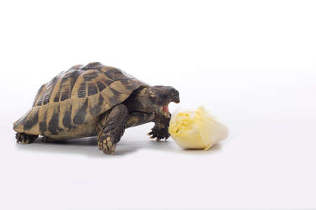 Greek land tortoise, Testudo Hermanni, eating chicory, white studio backgroundの写真素材