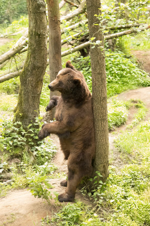 Grizzly bear scratching back to treeの写真素材
