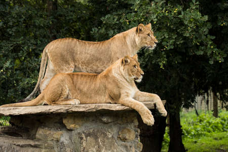 Two lionesses, one standing, one lying downの写真素材