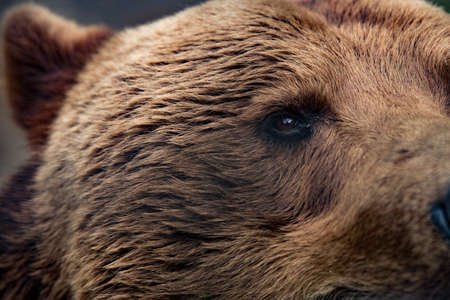Closeup of the eye of a grizzly bearの写真素材