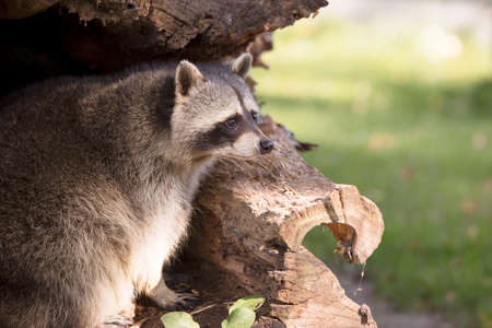 Racoon sitting in hollow tree trunkの写真素材