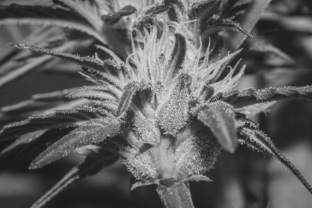Beautiful female Cannabis (hemp) plant growing, Cape Town, South Africaの写真素材