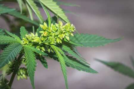 Beautiful male Cannabis (hemp) plant growing, Cape Town, South Africaの写真素材