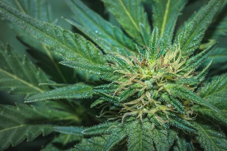 Beautiful female Cannabis (hemp) plant growing, Cape Town, South Africaの写真素材