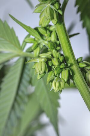 Beautiful male Cannabis (hemp) plant growing, Cape Town, South Africaの写真素材