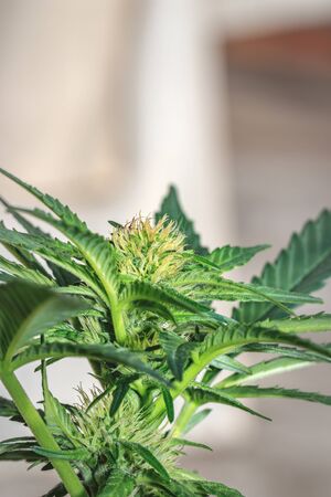 Beautiful Cannabis (hemp) plant growing, Cape Town, South Africaの写真素材