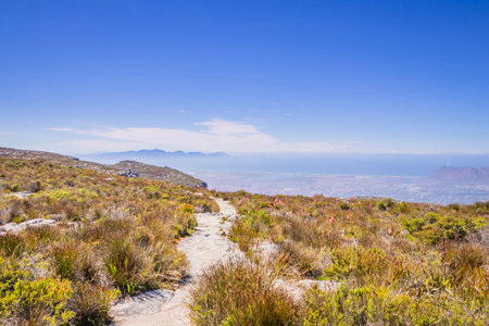 View of a hiking path on Table Mountain surrounded by green fynbos bush, Cape Town, South Africaの写真素材