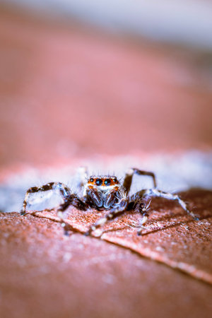 Black and White striped Jumping spider (salticidae) sitting on a wall, Cape Town, South Africa