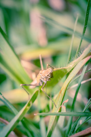 Brown Praying Mantis sitting in green grass, Cape Town, South Africa