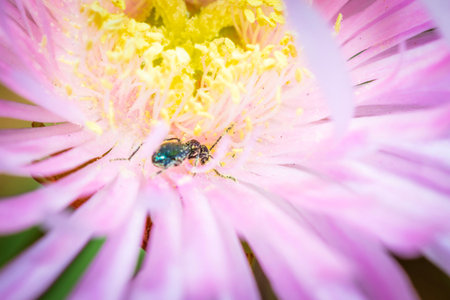 Black beetle covered in pollen sitting in a purple and yellow wild flower during spring,  Cape Town,...