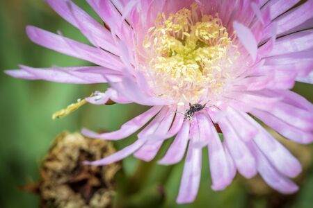 Black beetle covered in pollen sitting in a purple and yellow wild flower during spring,  Cape Town, South Africaの写真素材