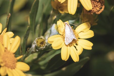 Beautiful Brown Moth sitting resting on yellow daisy flower, Cape Town, South Africaの写真素材