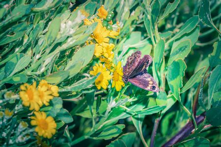 Beautiful Brown Butterfly sitting resting on yellow daisy flower, Cape Town, South Africaの写真素材