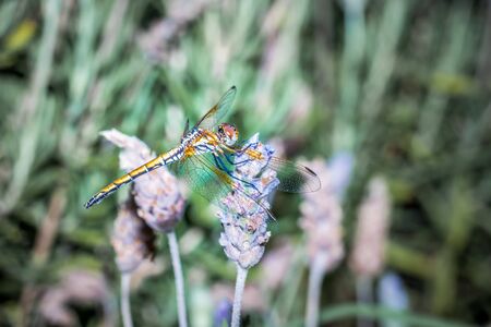 Large dragonfly (Odonata) with yellow eyes resting on a lavender plant, Cape Town, Africaの写真素材