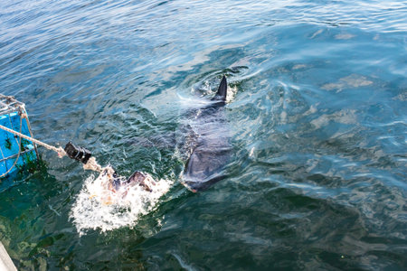 Great White Shark (Carcharodon carcharias) cage diving, Seal Island, Mossel Bay, South Africaの写真素材