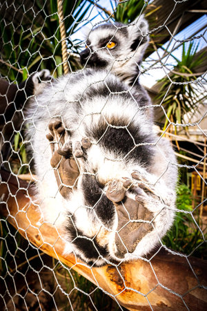 Ring-tailed lemur (Lemur catta) sitting on a wire fence, Madagascar