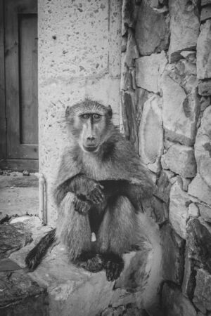 Chacma baboon (Papio ursinus) sitting on a wall, Cape Point Nature Reserve, Cape Point, Cape Town, South Africaの写真素材