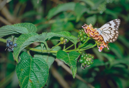 A white and brown butterfly sitting drinking nectar of a Lantana flower, Uganda, Africa