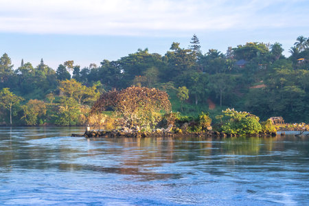 Victoria Nile river, with trees growing and the reflections on the water, Jinja, Uganda, Africaの写真素材