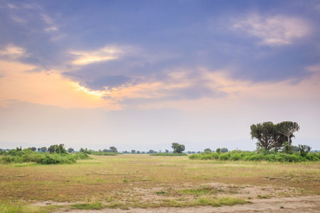 Ugandan kob (Kobus kob thomasi) fighting and grazing on aÂ  green arid bush veld plain, Uganda, Africaの写真素材