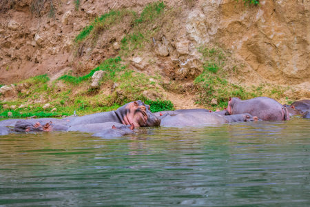 African common hippopotamus (Hippopotamus amphibius) lying in the water of the Kazinga Channel, Lake...