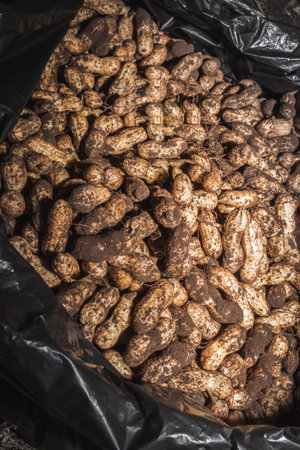 Peanuts growing on plant (Arachis hypogaea) being harvested, cleaned and ready to eat, Uganda,...