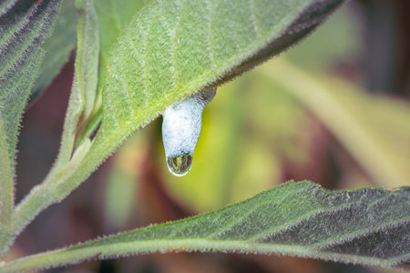 Foamy drop of water on a green plant, Cape Town, South Africa