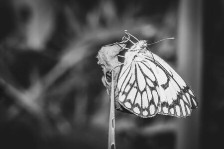 Brown-veined yellow and white butterflies (Belenois aurota) sitting resting on wild flowers, Ishasha, Uganda, Africaの写真素材