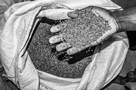 Sorghum bicolor plant harvested and drying in white sacks, Uganda, Africa