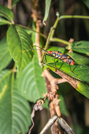 Red and black Assassin bug on a leaf, Pietermaritzburg, South Arica