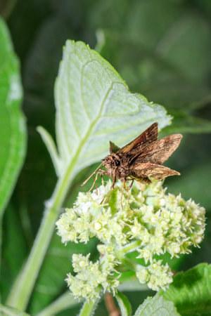 Brown skipper butterfly (Hesperiidae) sitting resting on a green leaf, Ishasha, Uganda, Africa