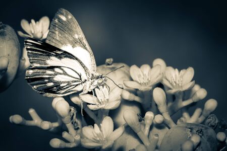 Brown-veined yellow and white butterflies (Belenois aurota) sitting resting on wild flowers, Ishasha, Uganda, Africaの写真素材